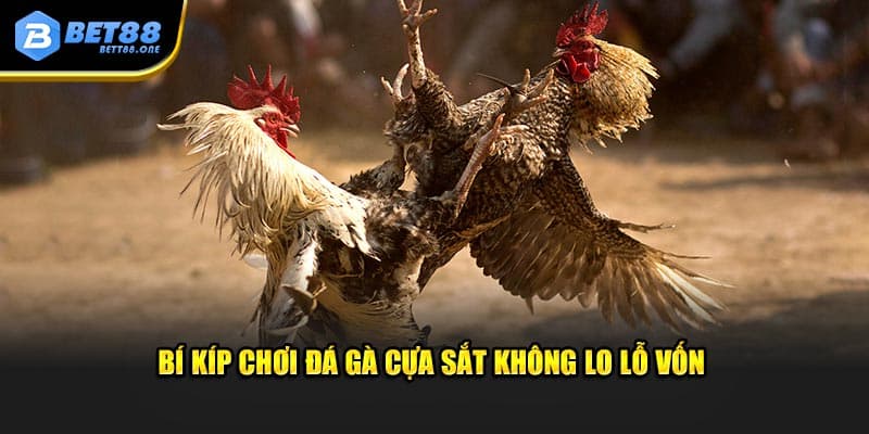 Bí kíp chơi đá gà cựa sắt không lo lỗ vốn