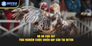 Đá Gà Cựa Sắt - Trải Nghiệm Cuộc Chiến Gay Cấn Tại BET88