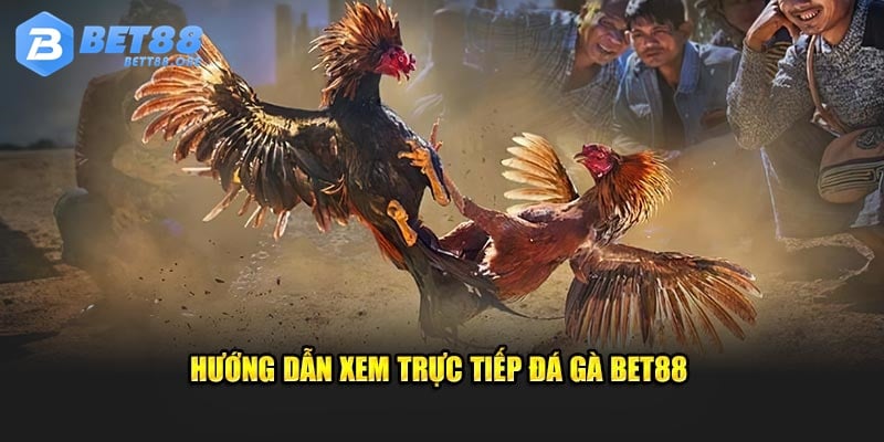 Hướng dẫn xem trực tiếp đá gà BET88