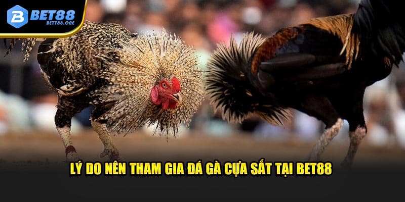 Nguyên nhân nên trải nghiệm cược đá gà cựa sắt tại BET88