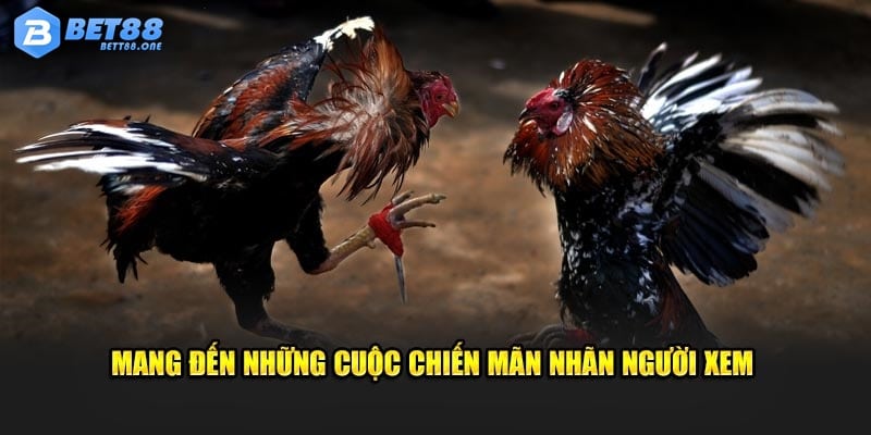 Mang đến những cuộc chiến đầy mãn nhãn người xem