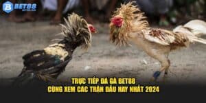 Trực Tiếp Đá Gà BET88 - Cùng Xem Các Trận Đấu Hay Nhất 2024